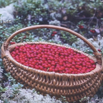 Credo Autumn